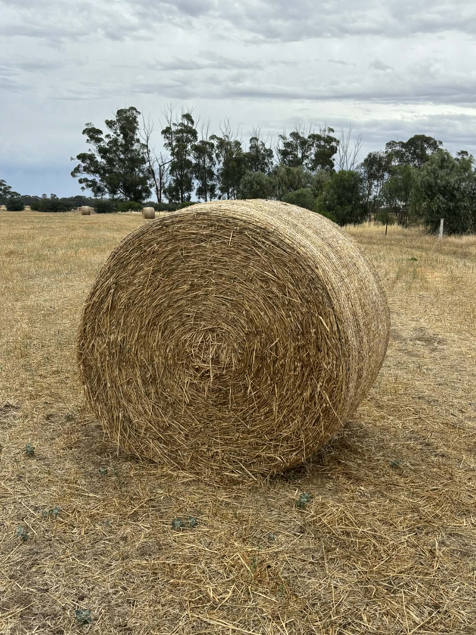 Quality 5x4 oat hay roll – 5x4 Oat Bale – MisFitz & Co Invergordon VIC